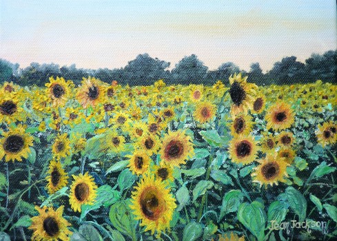 Sunflower Harvest Oil on Canvas 25cm W X 20cm H $190